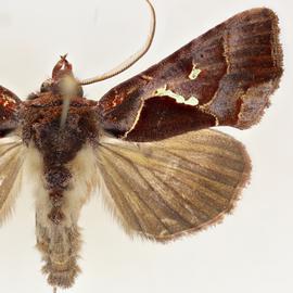  Lophoplusia violacea , adult male